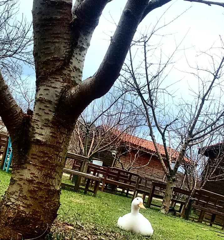 Salkim Konak Ve Agac Evler Konuk evi Selçuk Dış mekan fotoğraf